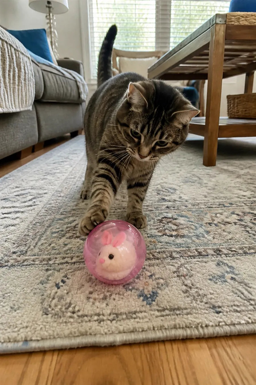 Gato de cliente tocando la pelota autorrodante rosa sobre una alfombra