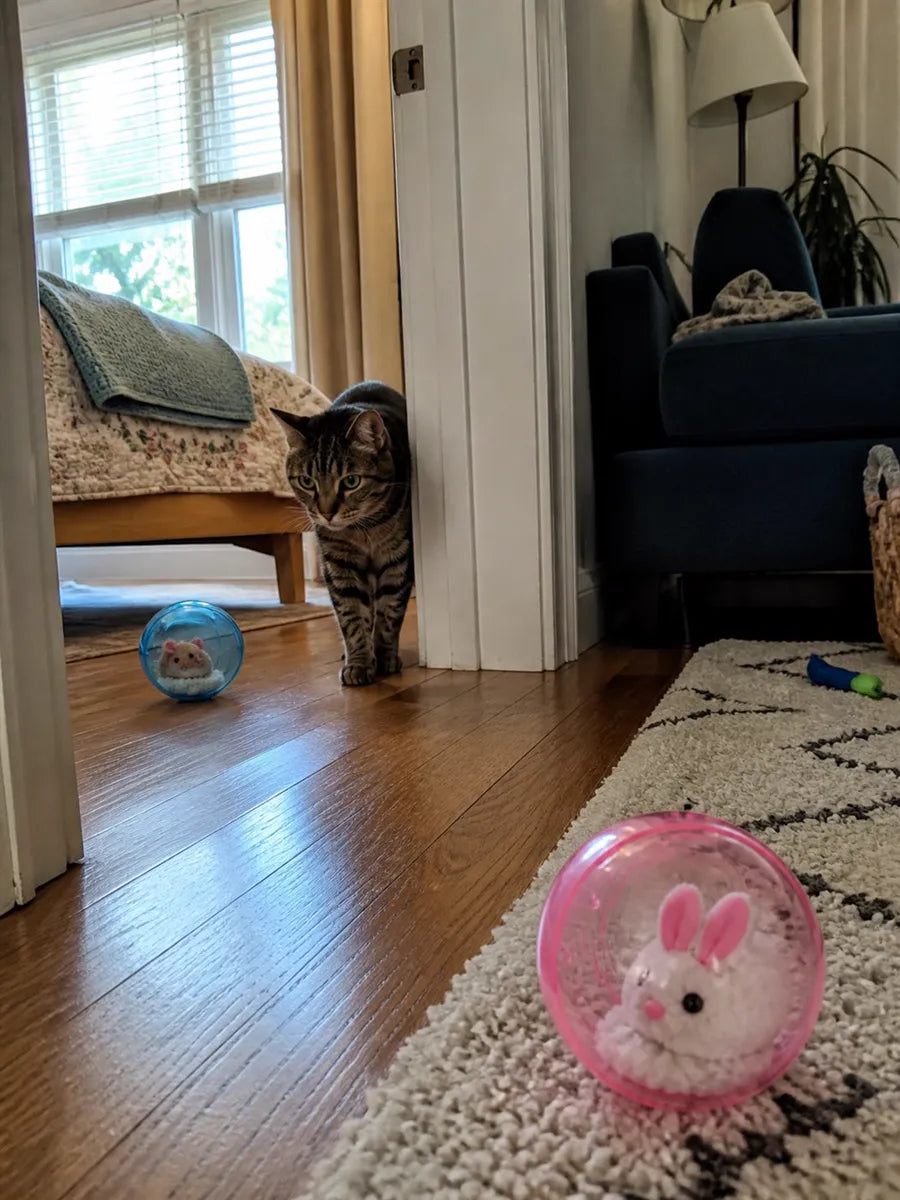 Gato de cliente mirando pelotas autorrodantes azul y rosa dentro de casa