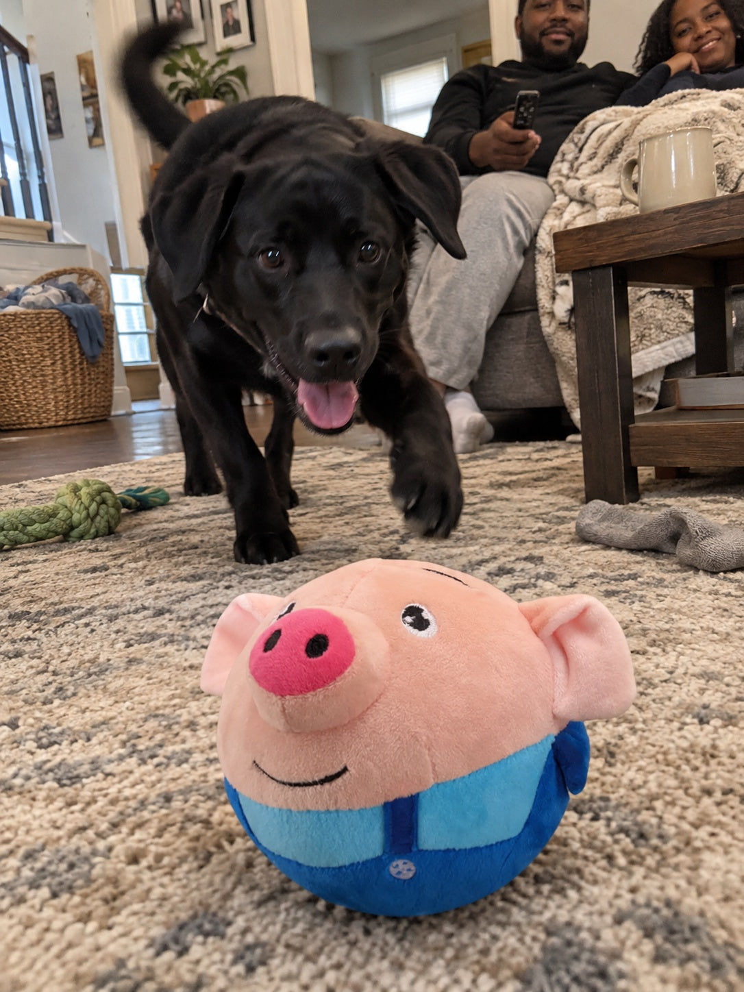 Customer dog approaching bouncing pig toy